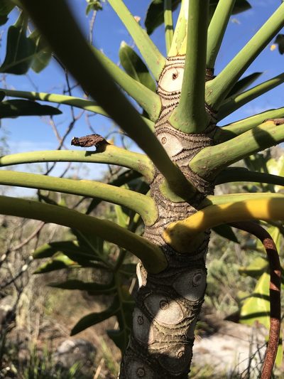 Philodendron adamantinum, photographed by william_hoyer