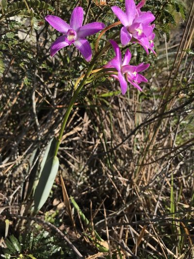 Cattleya rupestris, photographed by william_hoyer