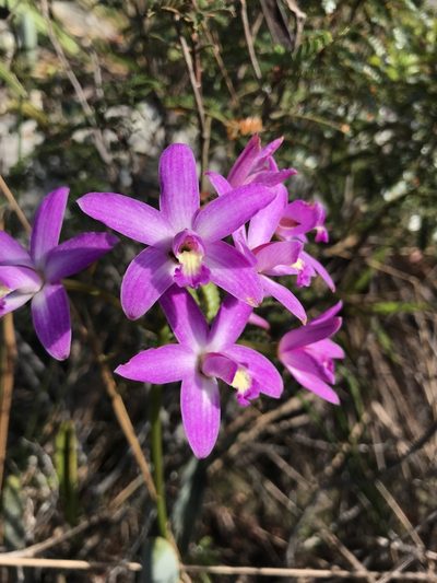 Cattleya rupestris, photographed by william_hoyer