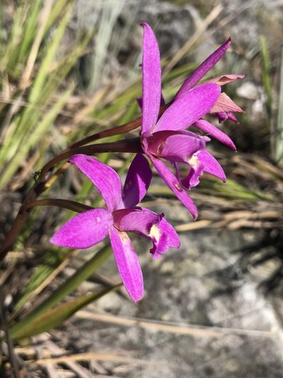 Cattleya rupestris, photographed by william_hoyer