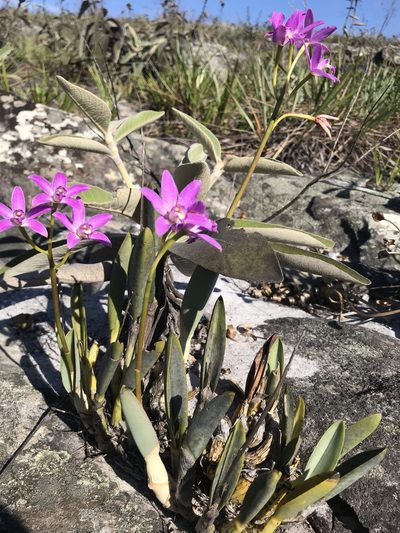 Cattleya rupestris, photographed by william_hoyer