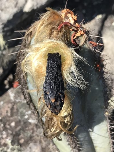 Pilosocereus fulvilanatus, photographed by william_hoyer