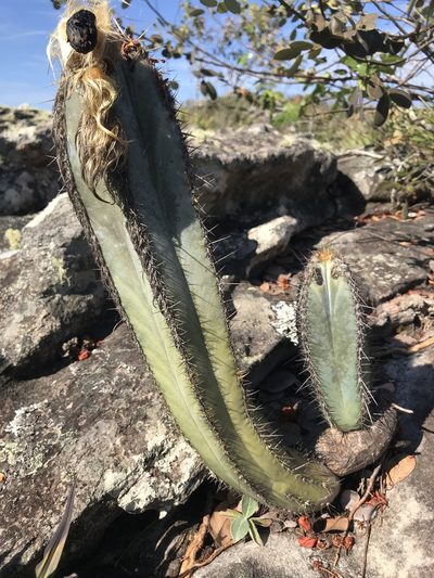 Pilosocereus fulvilanatus, photographed by william_hoyer