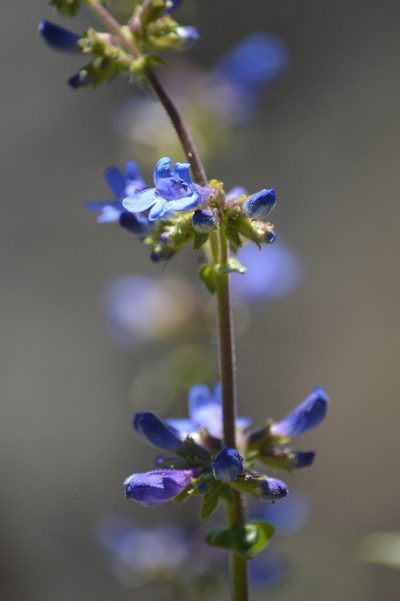 Penstemon subserratus, photographed by David Anderson