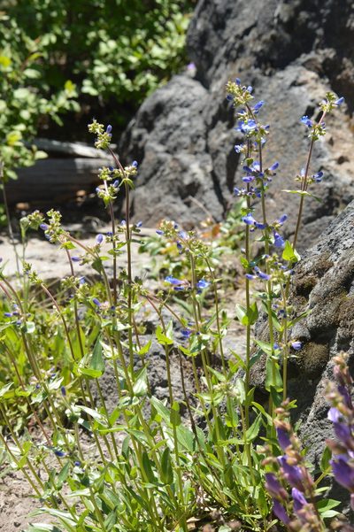 Penstemon subserratus, photographed by David Anderson