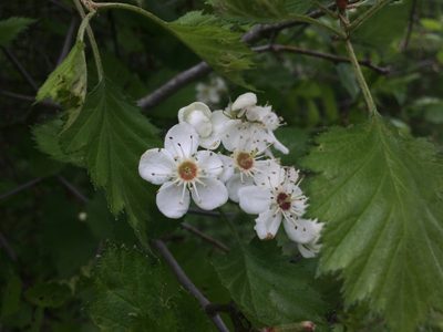 Crataegus submollis, photographed by Étienne Lacroix-Carignan
