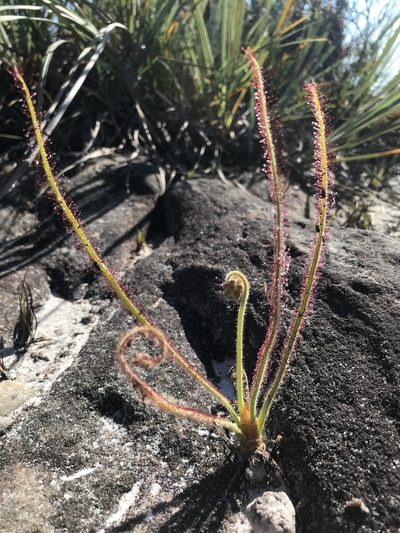 Drosera graminifolia, photographed by william_hoyer
