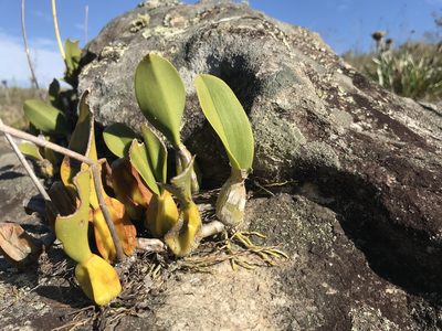Bulbophyllum weddellii, photographed by william_hoyer