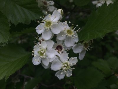Crataegus submollis, photographed by Étienne Lacroix-Carignan
