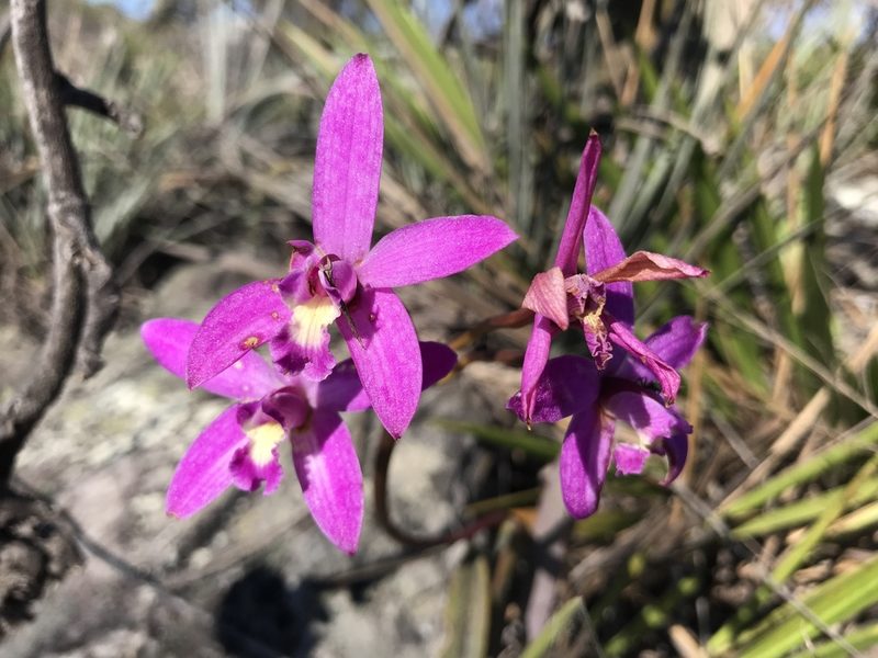 Cattleya rupestris, photographed by william_hoyer