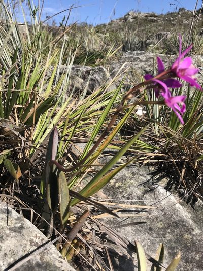 Cattleya rupestris, photographed by william_hoyer