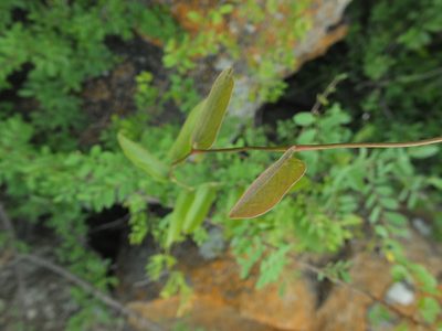 Aristolochia indica, photographed by Siddarth Machado