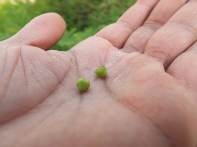 Phyllanthus lawii, photographed by Siddarth Machado