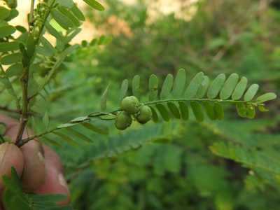 Phyllanthus lawii, photographed by Siddarth Machado