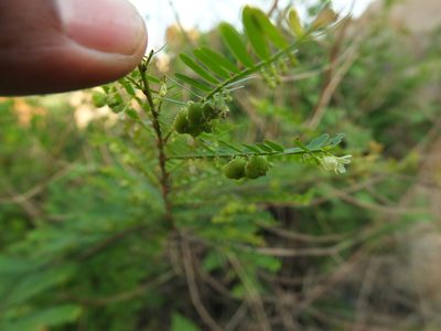 Phyllanthus lawii, photographed by Siddarth Machado