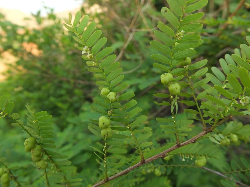 Phyllanthus lawii, photographed by Siddarth Machado