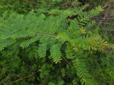 Phyllanthus lawii, photographed by Siddarth Machado