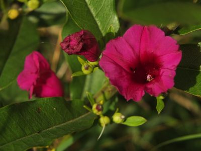 Argyreia cuneata, photographed by Siddarth Machado
