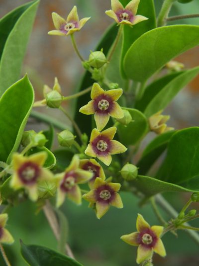 Vincetoxicum indicum, photographed by Siddarth Machado