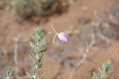 Oenothera engelmannii, photographed by Eric Knight