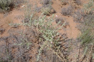 Oenothera engelmannii, photographed by Eric Knight