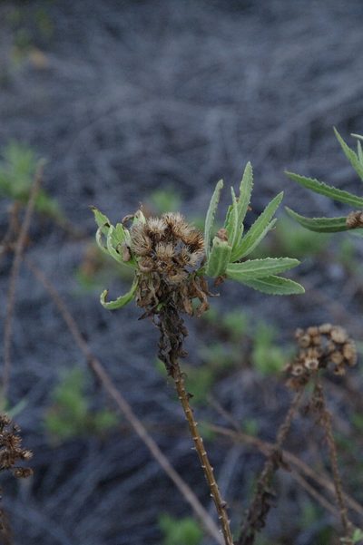 Pluchea parvifolia, photographed by Eric Knight