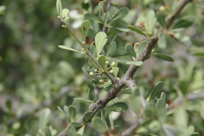 Sideroxylon occidentale, photographed by Eric Knight