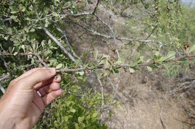 Sideroxylon occidentale, photographed by Eric Knight