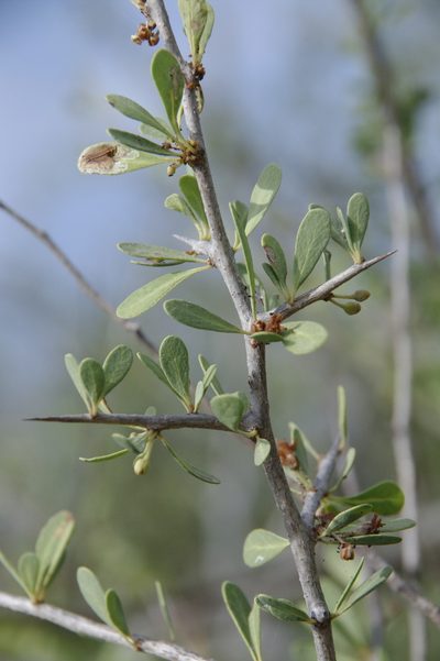 Sideroxylon occidentale, photographed by Eric Knight