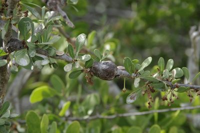 Sideroxylon occidentale, photographed by Eric Knight