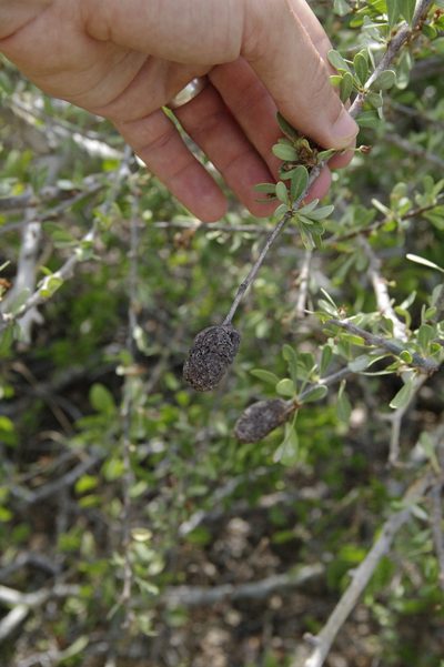 Sideroxylon occidentale, photographed by Eric Knight