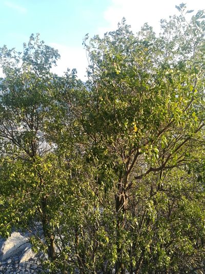 Helietta parvifolia, photographed by Francisco Martínez González