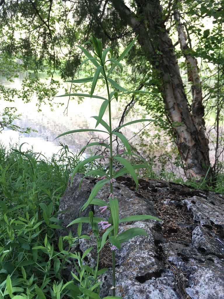Polygonatum roseum, photographed by dschigel