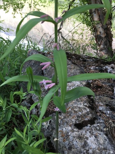 Polygonatum roseum, photographed by dschigel
