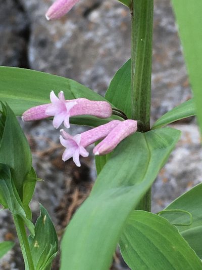 Polygonatum roseum, photographed by dschigel