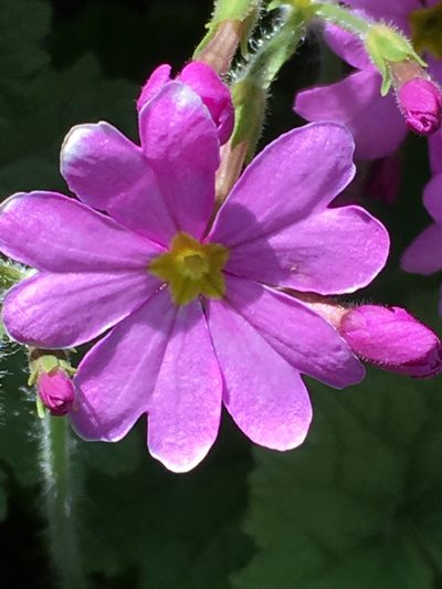 Primula minkwitziae, photographed by dschigel