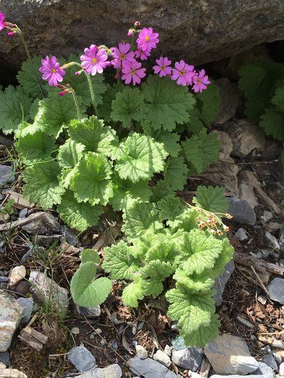 Primula minkwitziae, photographed by dschigel