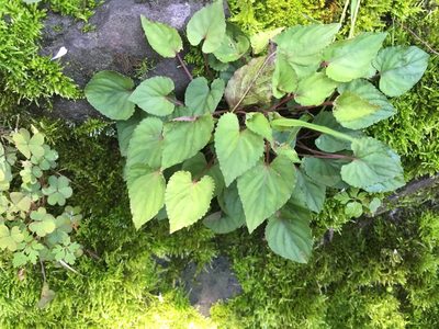 Viola shinchikuensis, photographed by Tatsutomo Chin