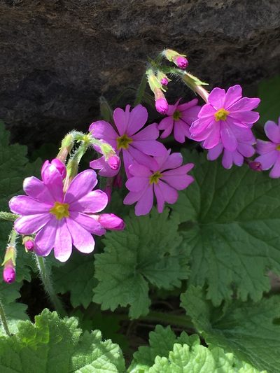 Primula minkwitziae, photographed by dschigel