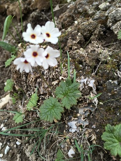 Primula turkeviczii, photographed by dschigel