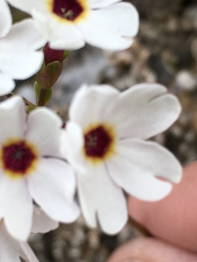 Primula turkeviczii, photographed by dschigel