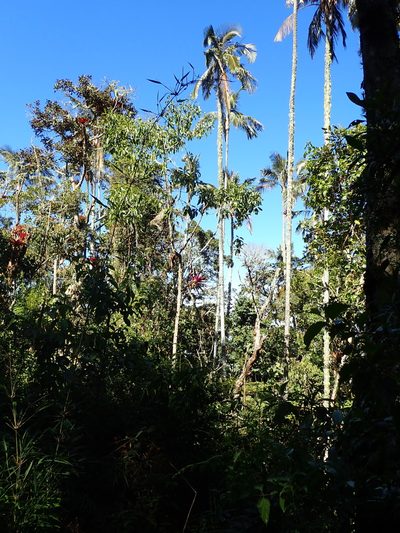 Ceroxylon ceriferum, photographed by Dr. Guido Bohne