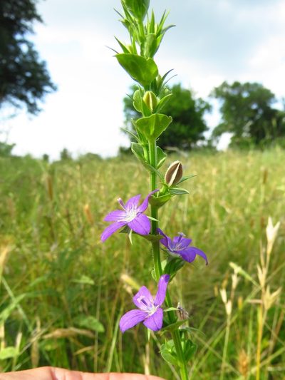 Triodanis holzingeri, photographed by Annika Lindqvist