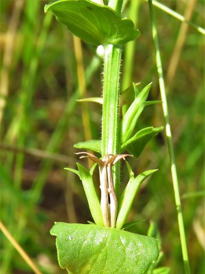 Triodanis holzingeri, photographed by Annika Lindqvist