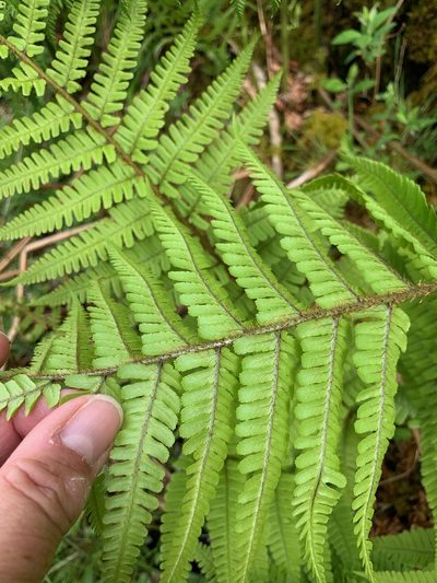 Dryopteris borreri, photographed by Jerry Lanfear