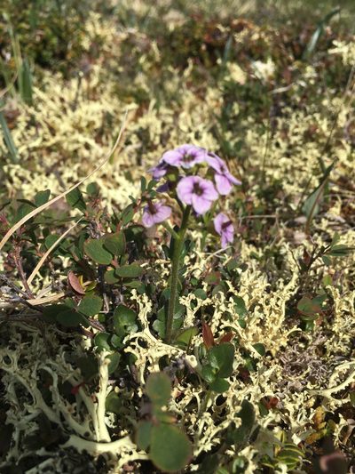 Cardamine purpurea, photographed by Allan Harris