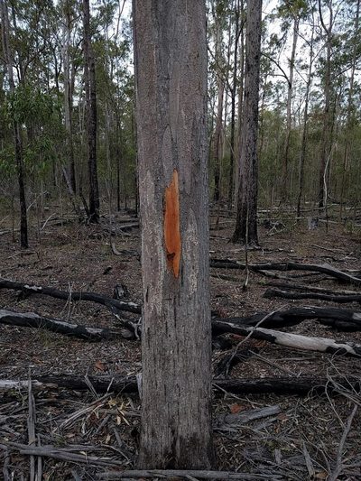 Eucalyptus major, photographed by Tony van Kampen