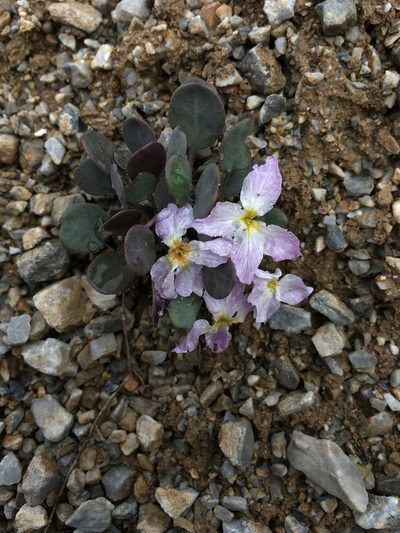 Leiospora subscapigera, photographed by dschigel