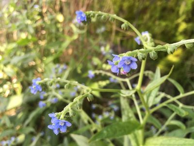 Cynoglossum zeylanicum, photographed by Tatsutomo Chin