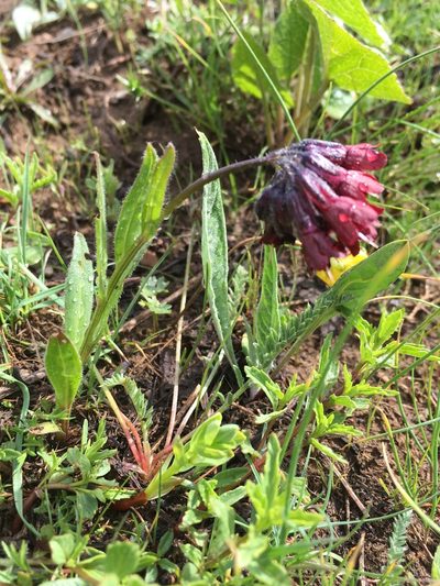 Lindelofia tschimganica, photographed by dschigel